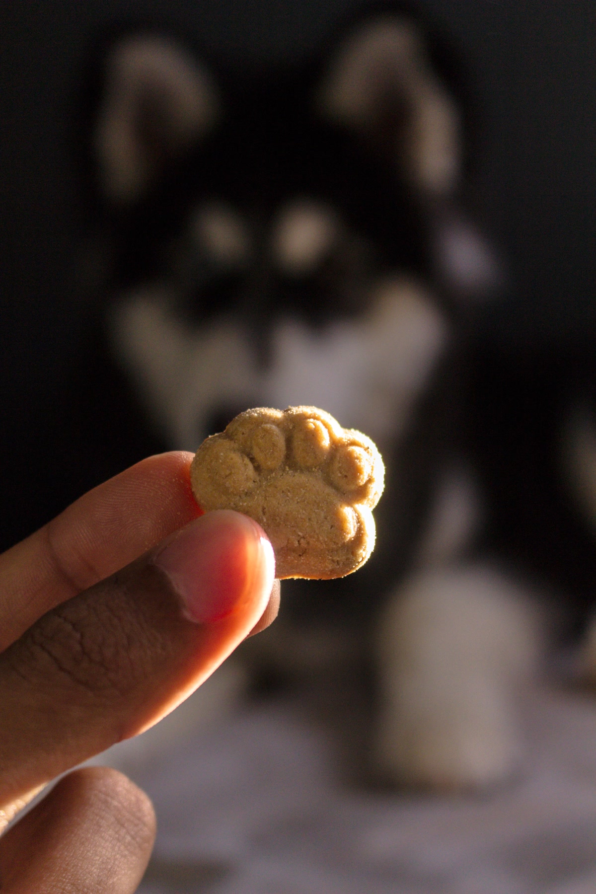 Hand holding paw shaped dog treat with dog looking eagerly in background