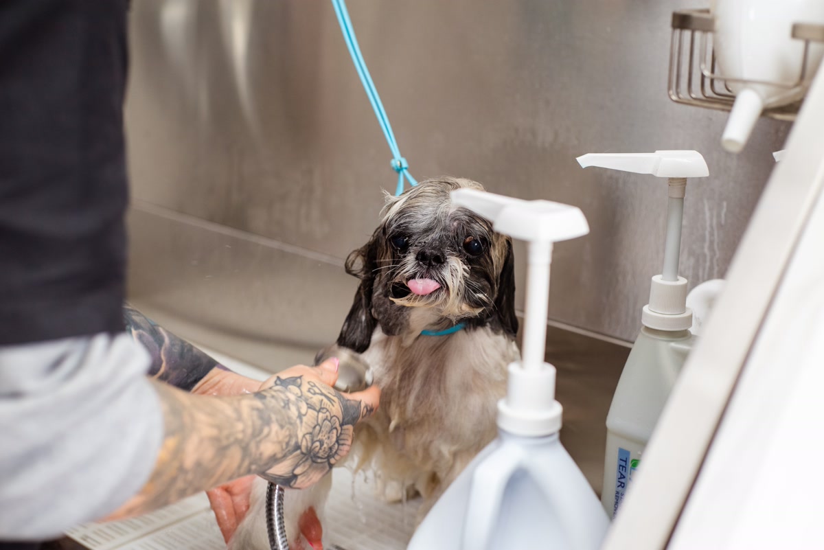Small dog being washed in grooming tub with shampoo