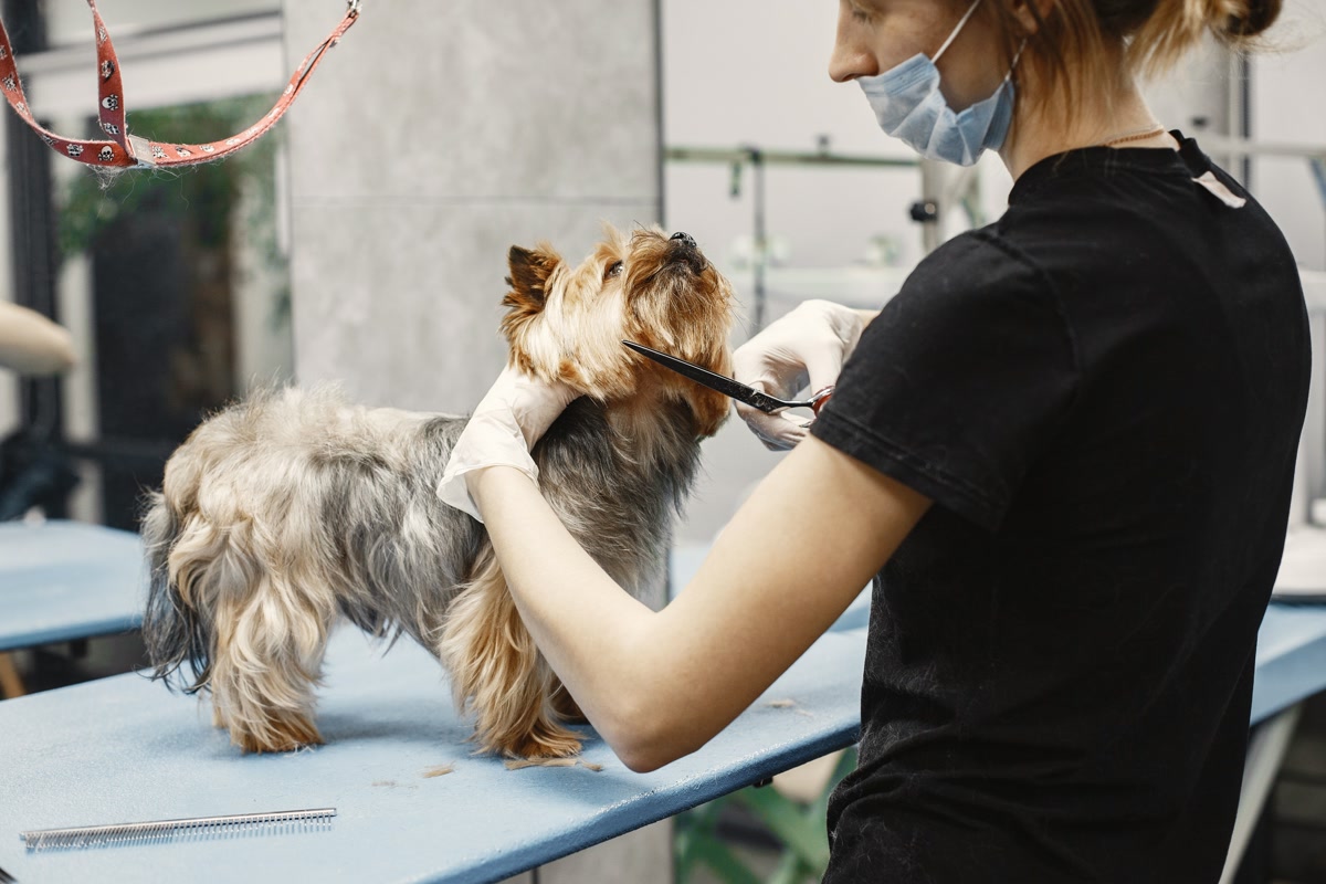 Groomer trimming yorkshire terrier face with scissors on grooming table