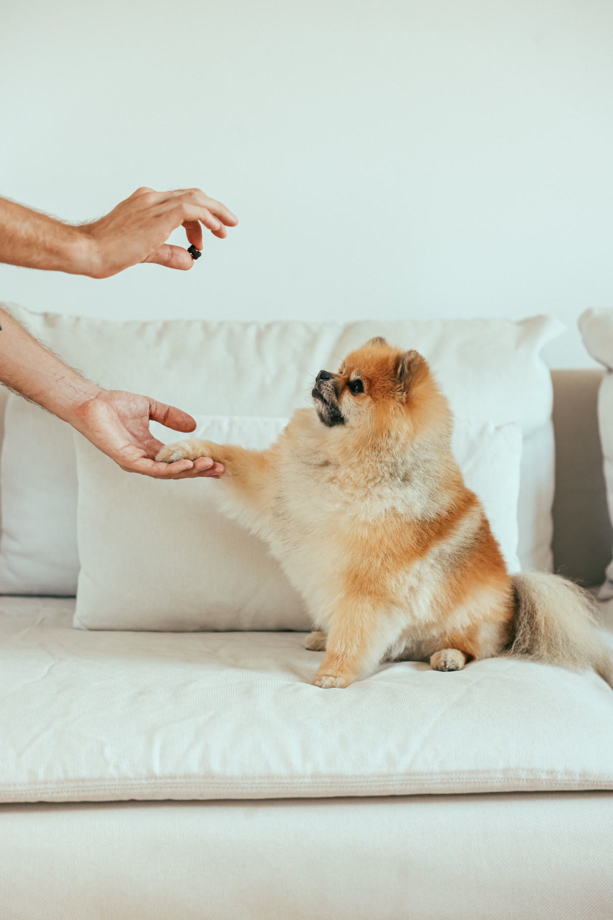Dog giving paw for treat during grooming as positive reinforcement