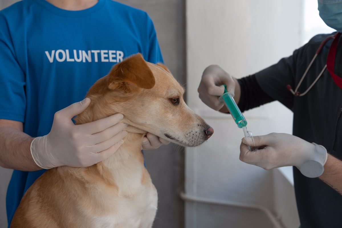 Dog being held by volunteer while vet administers vaccination shot at clinic
