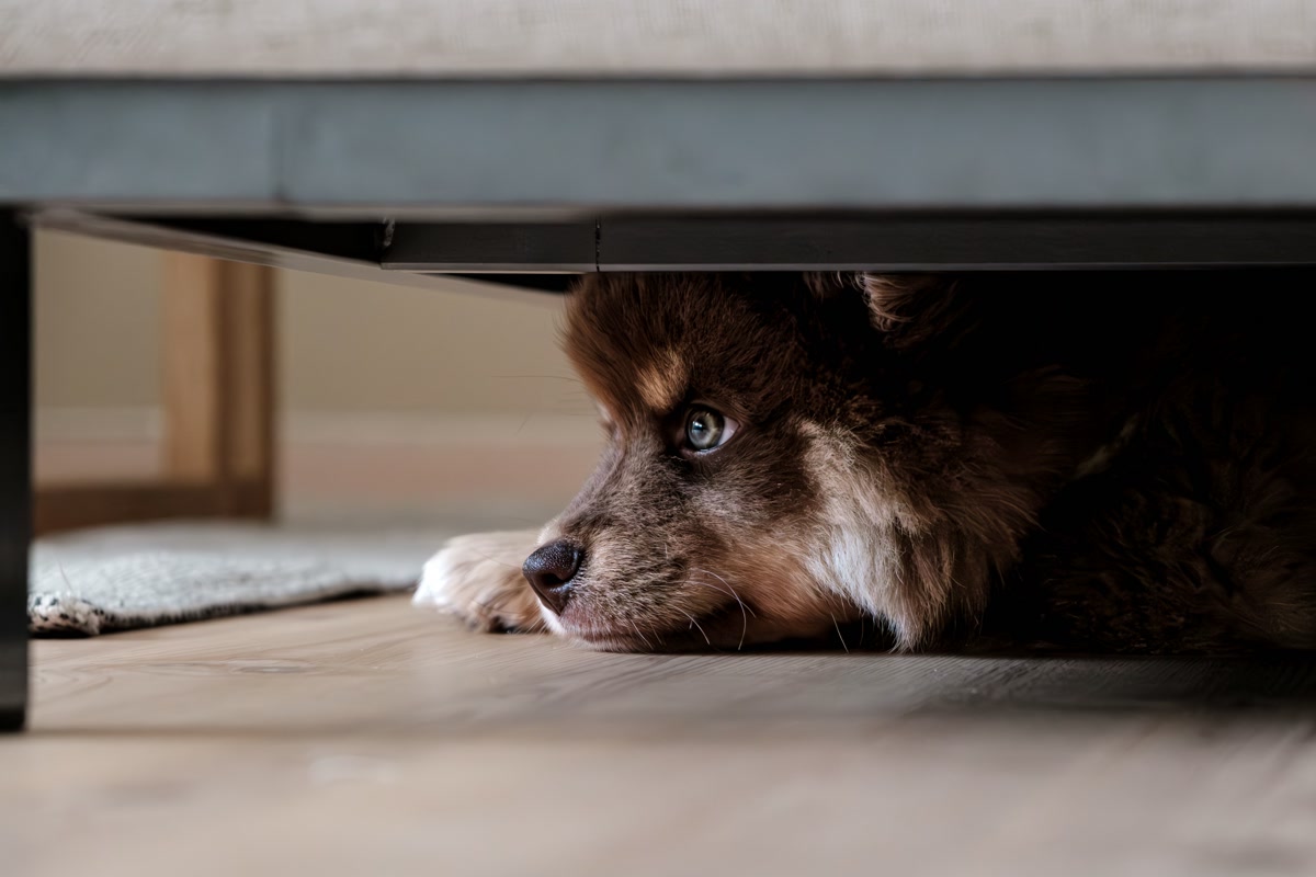 dog during thunderstorm