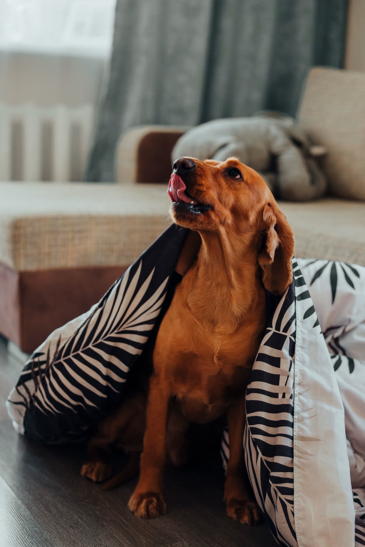 Dog hiding under blanket from thunderstorm anxiety