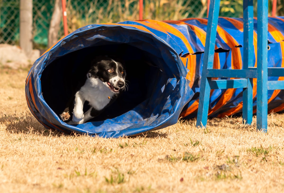 Border Collie inside blue and orange striped agility tunnel obstacle