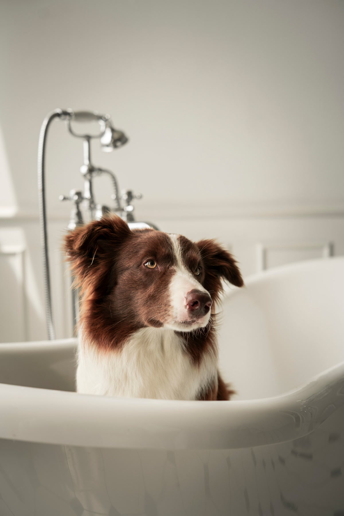 Border collie sitting in white bathtub being bathed at home for grooming