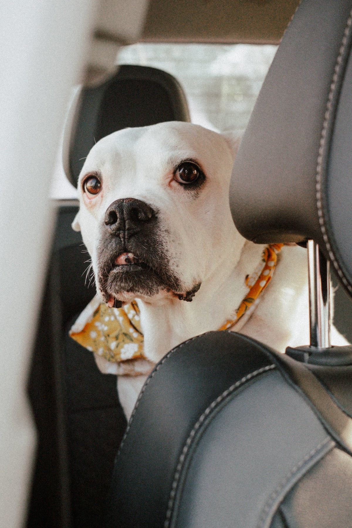 Dog sitting in car backseat looking anxious during travel