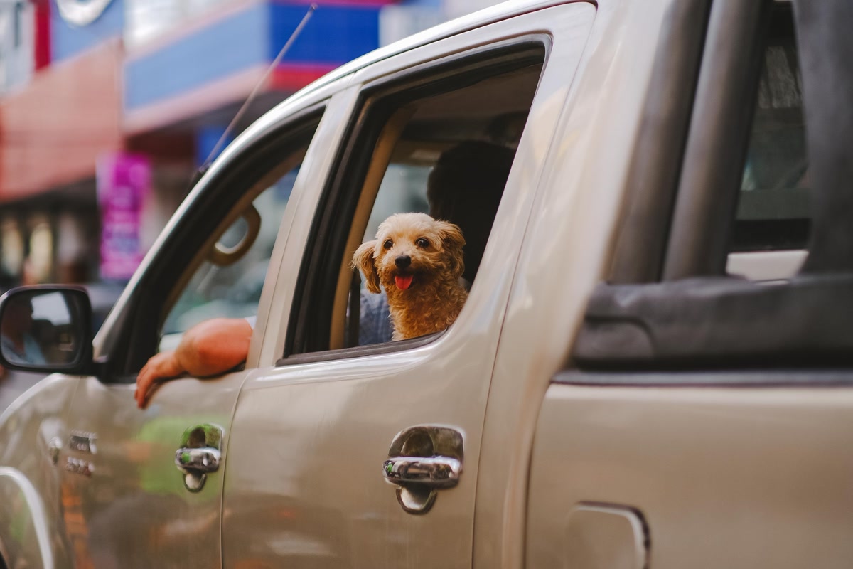dog looking out car window during budget road trip