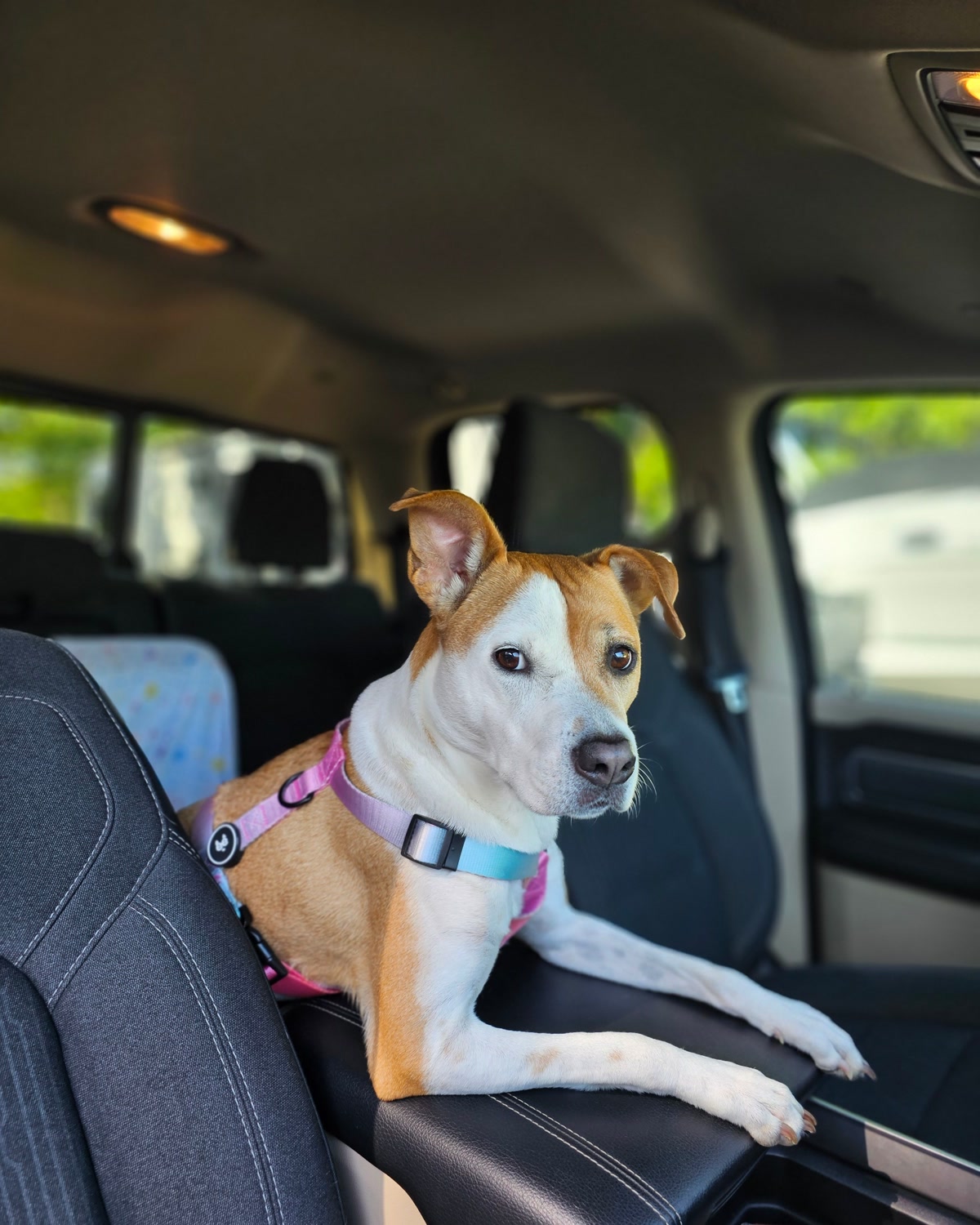 Brown and white dog sitting in car wearing pink and blue harness for vehicle safety