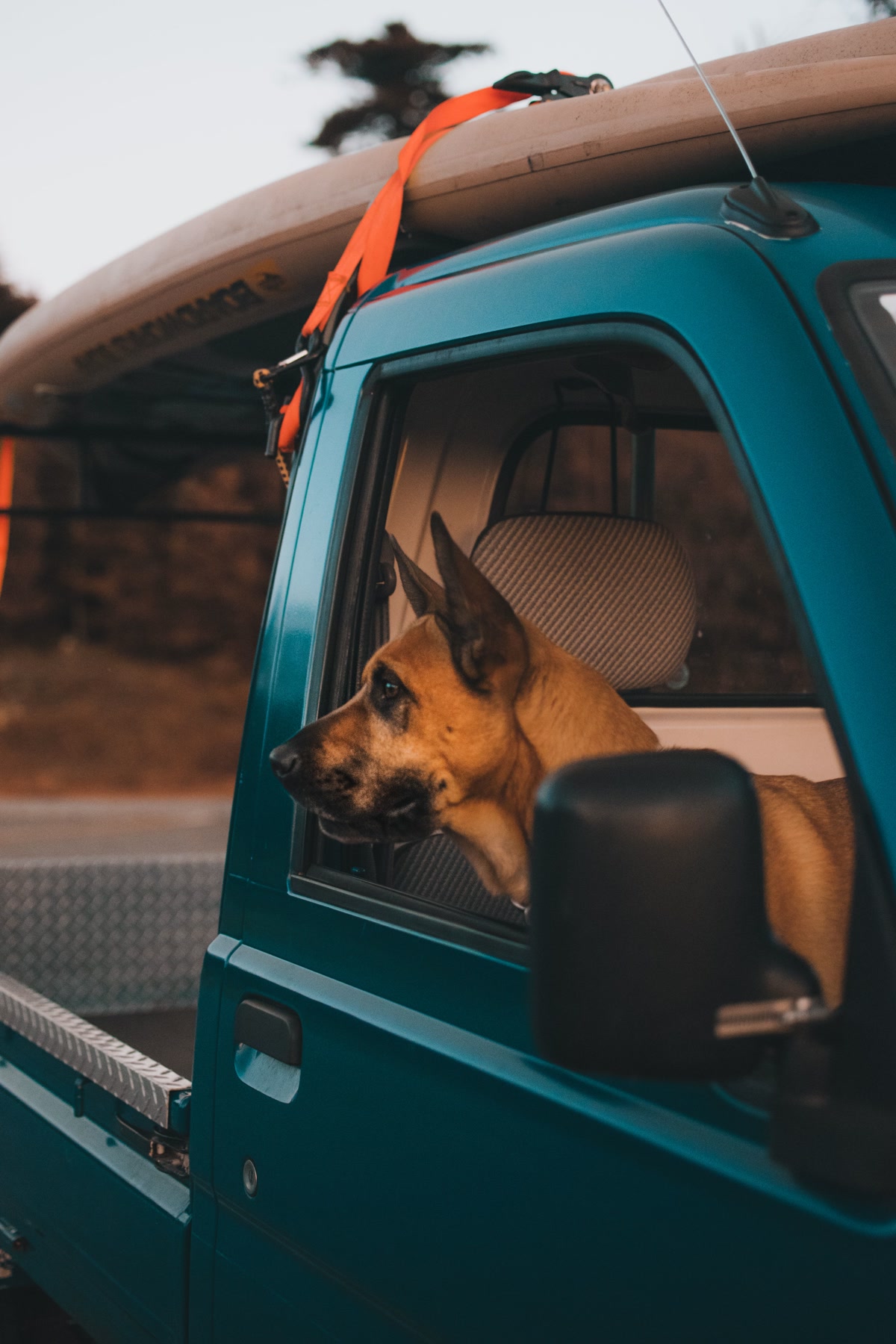 Dog looking out from pickup truck window during car travel