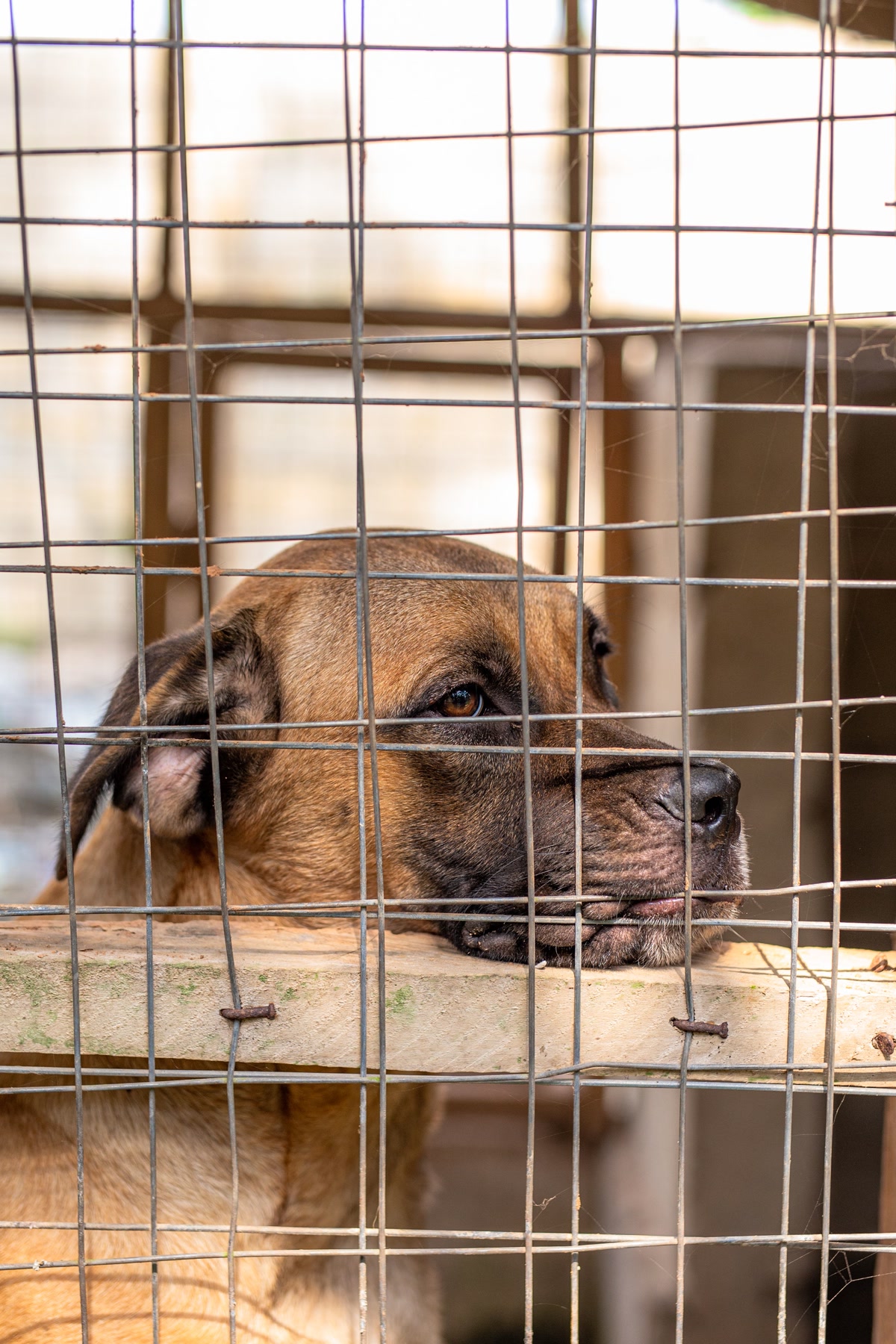 Brown dog resting chin on kennel ledge looking out from shelter cage