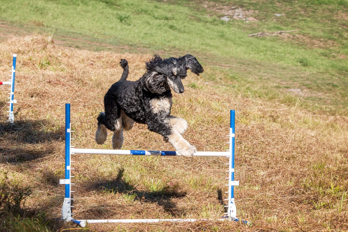 Dog mid-air jumping over blue and white agility hurdle in grassy field