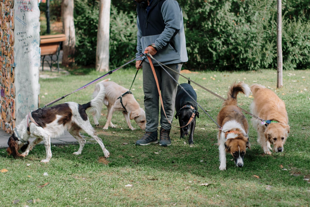 Person holding multiple dogs on leashes at a park demonstrating leash control