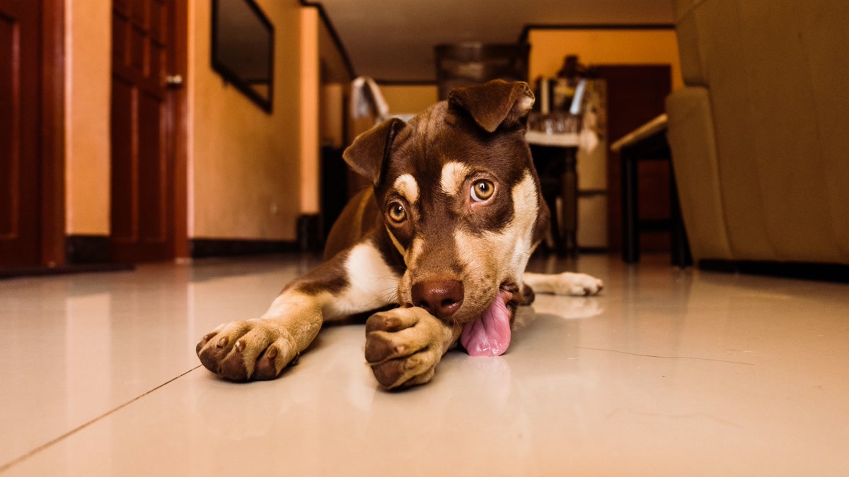 Dog licking paw excessively a sign of skin allergy and hot spots