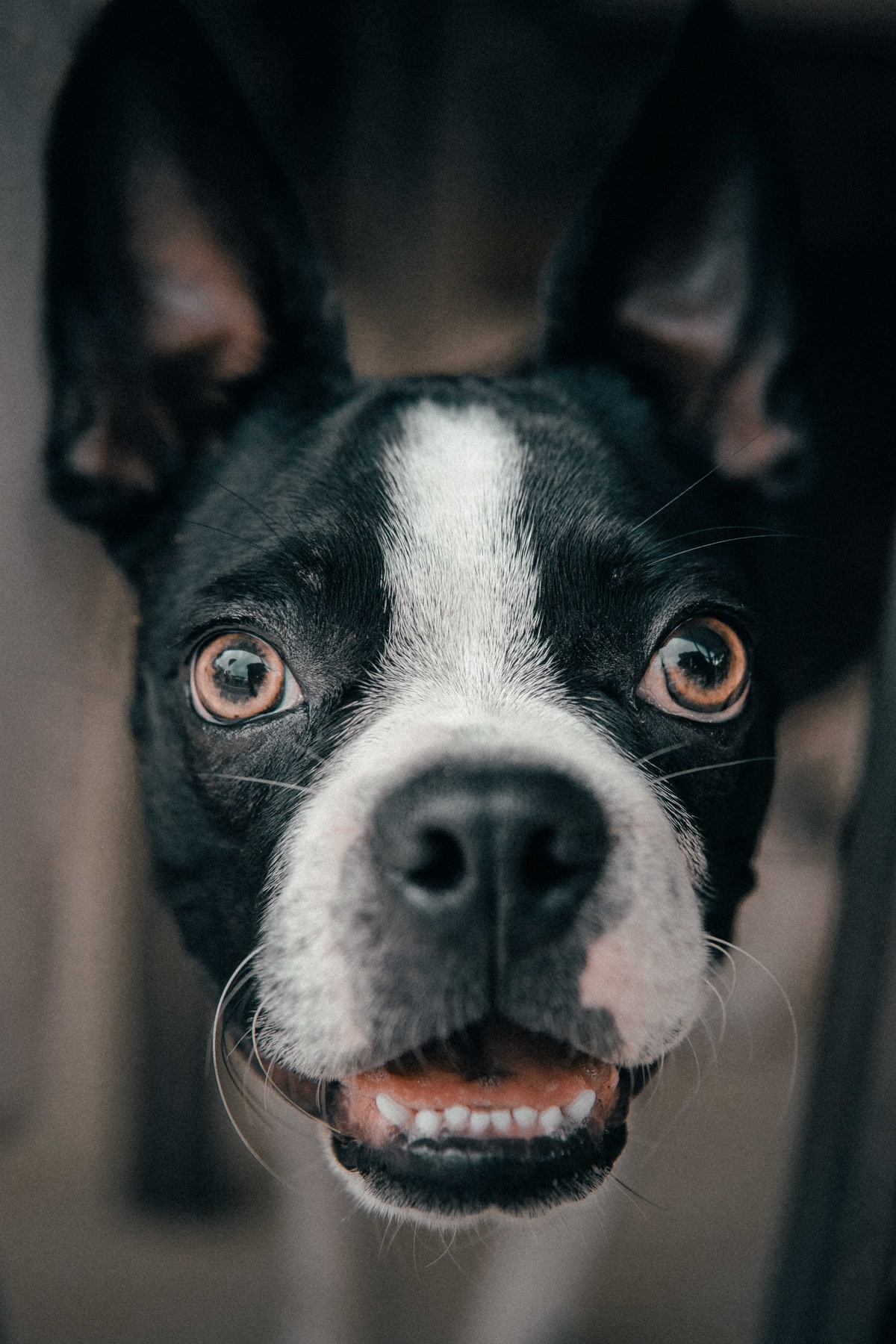 Boston Terrier looking curiously directly into pet camera lens
