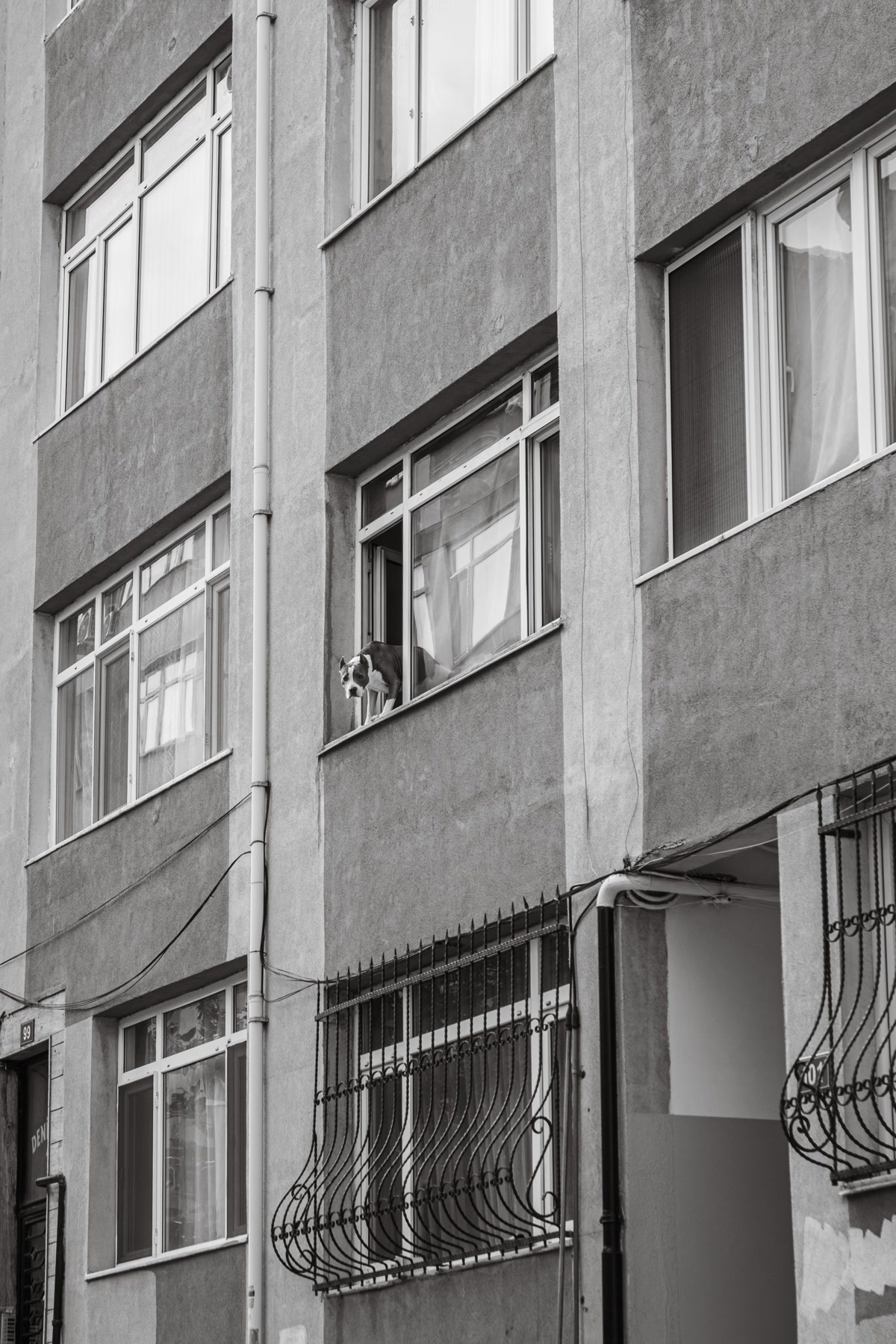 Dog looking out from apartment window observing city life