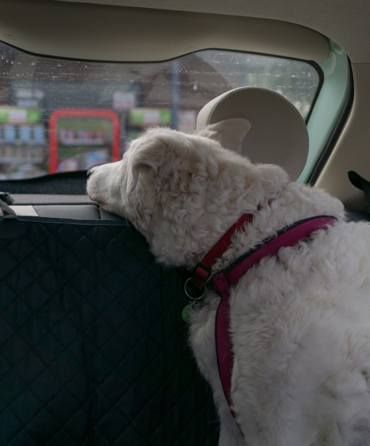 White fluffy dog looking out rear car window wearing harness for safe travel
