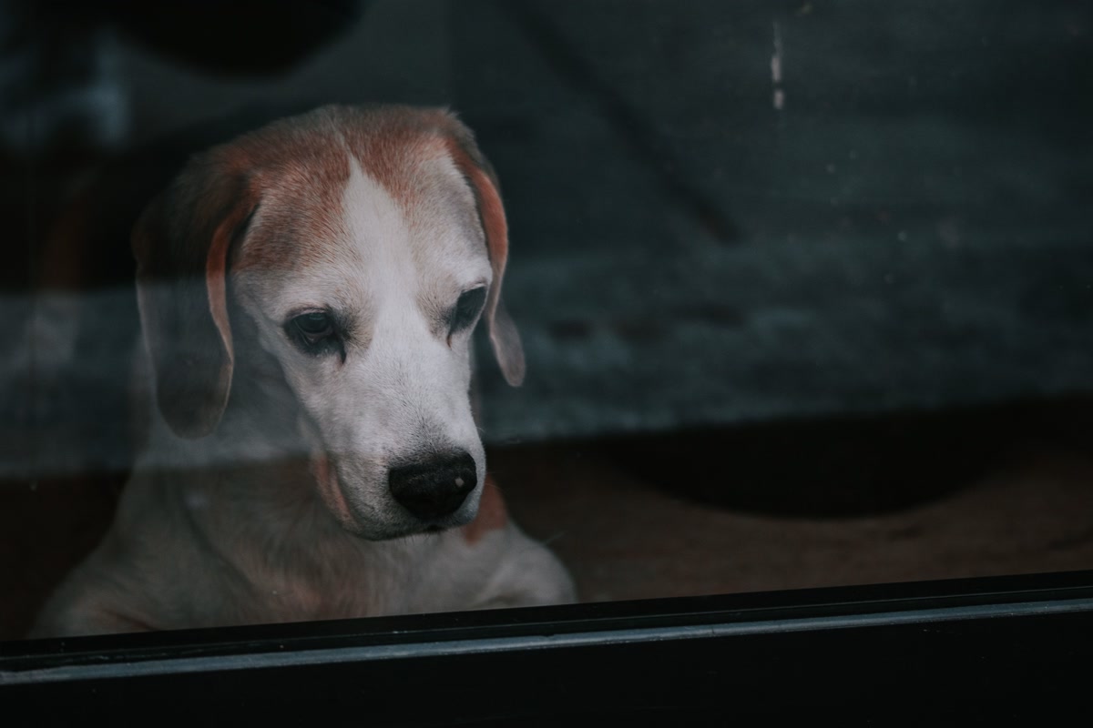 Dog looking out window waiting for owner