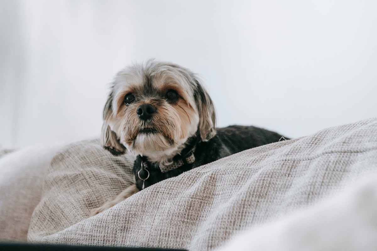 Small scruffy terrier dog lying on blanket looking forward while home alone