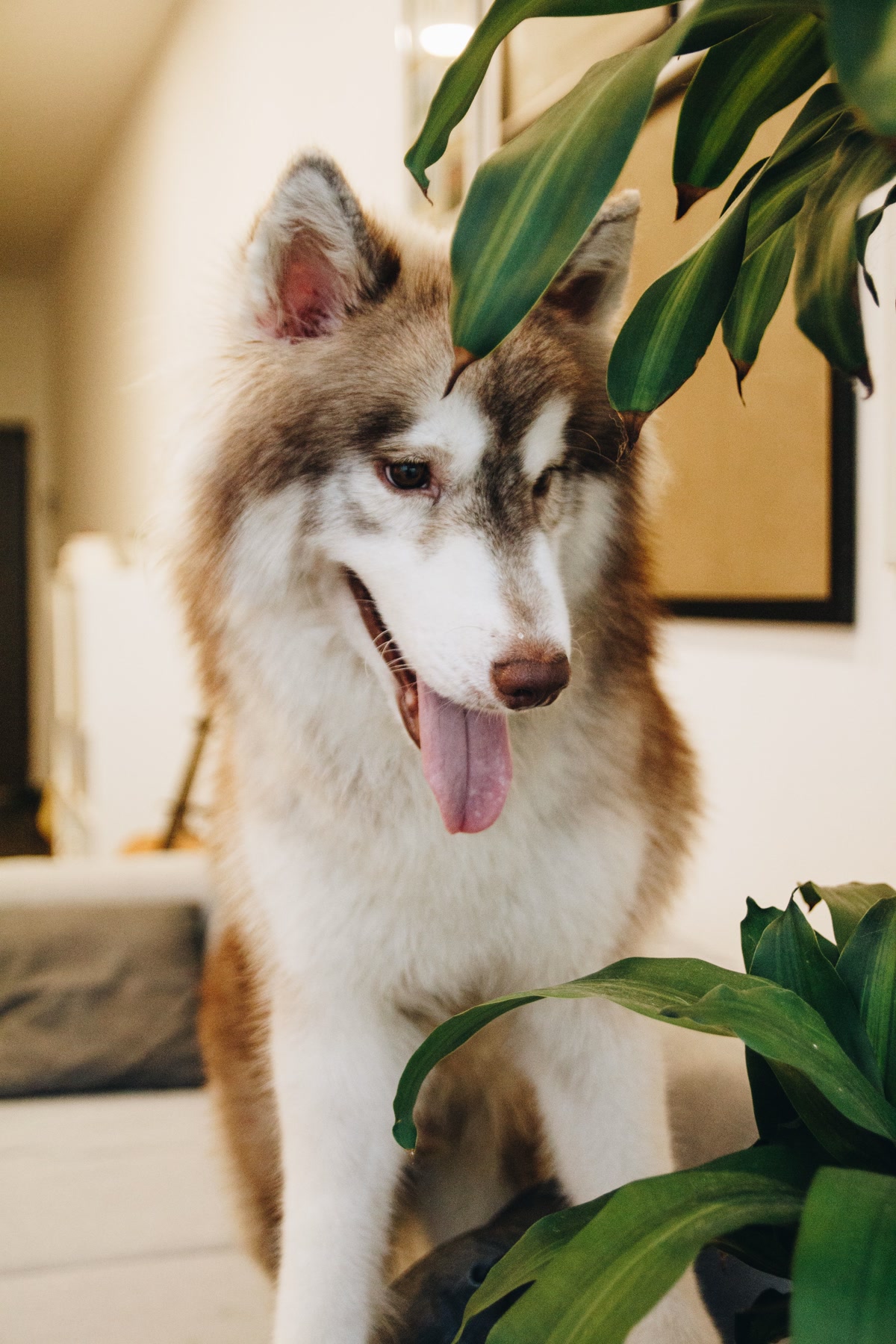 Dog sitting next to houseplant that could be toxic if ingested