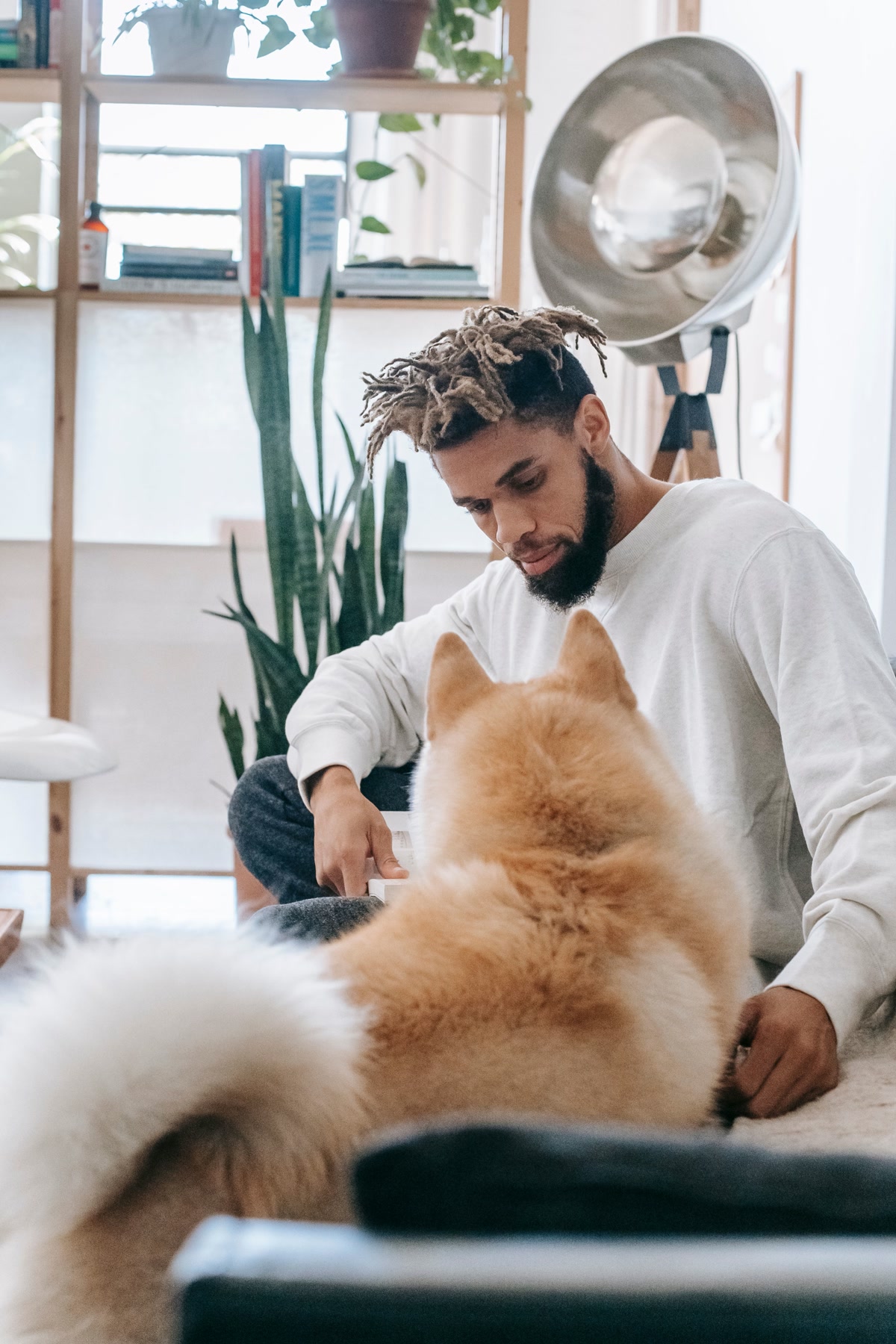 Dog relaxing with owner in bright apartment living space