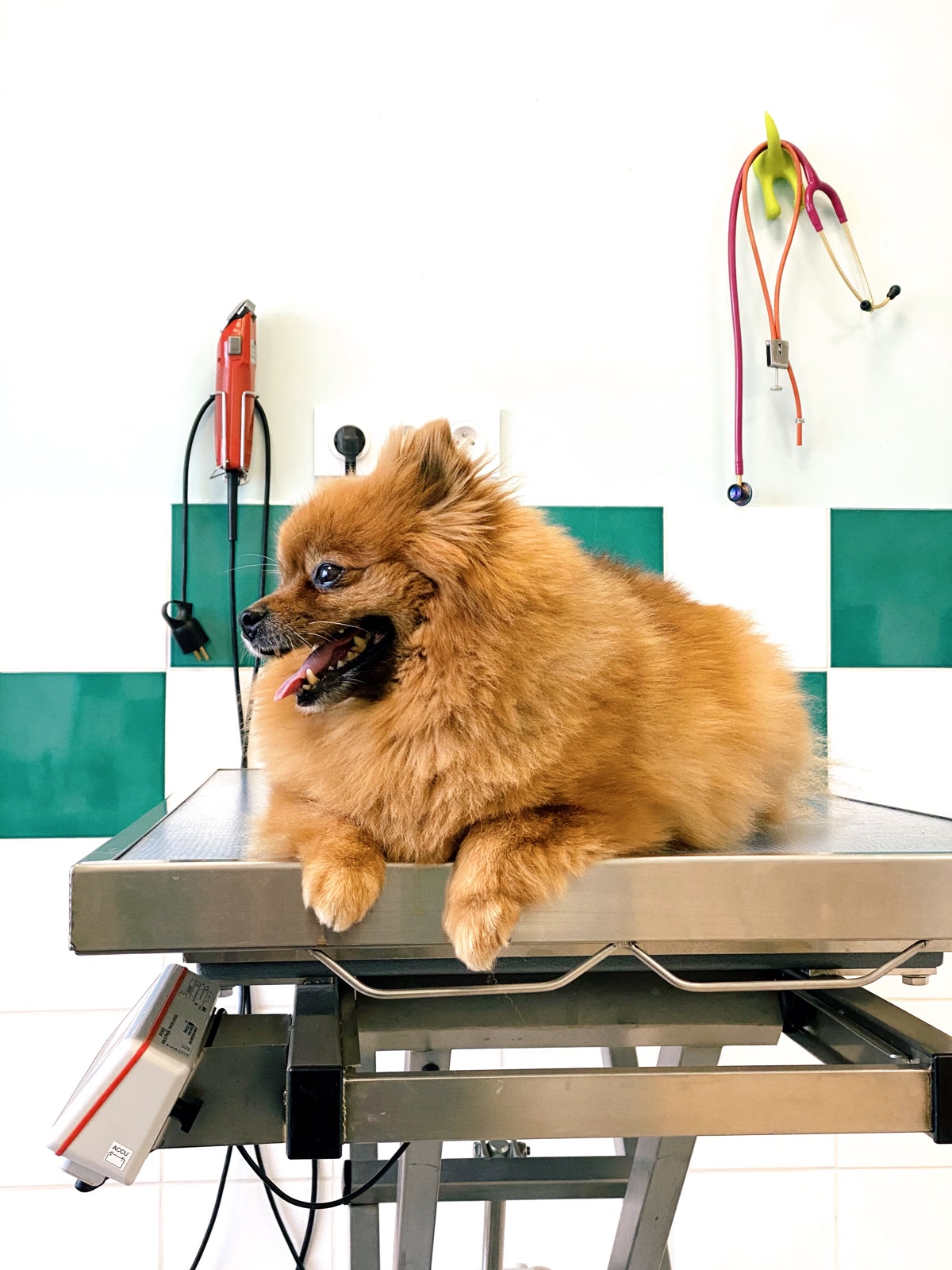 Dog on veterinary examination table for weight check