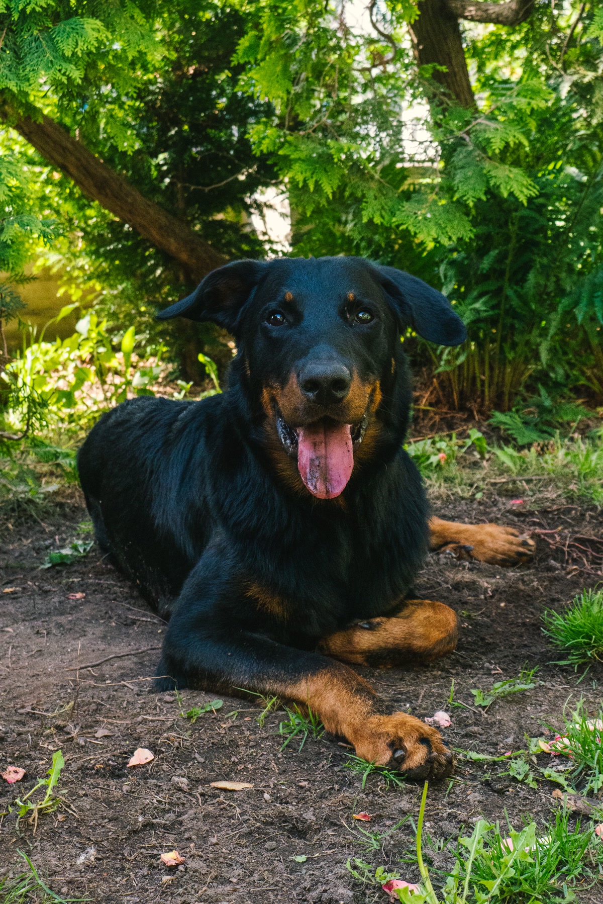 Dog lying on ground panting in shade from summer heat needing cooling mat