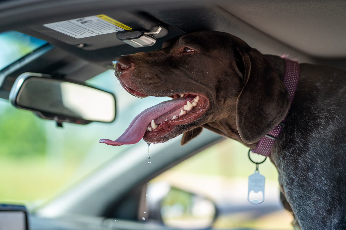 Dog panting heavily inside hot car showing danger of overheating in summer