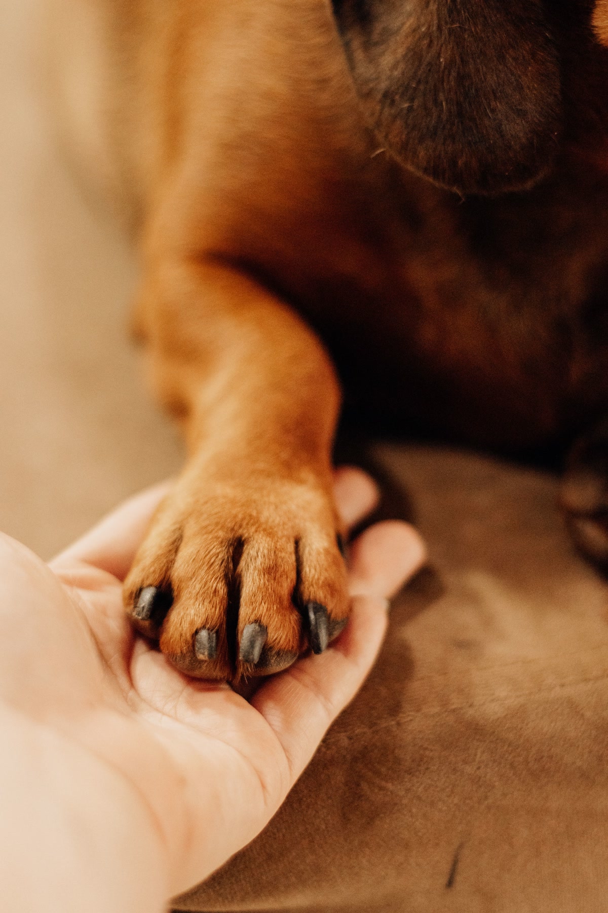 Dog paw resting in human palm showing nails that need trimming