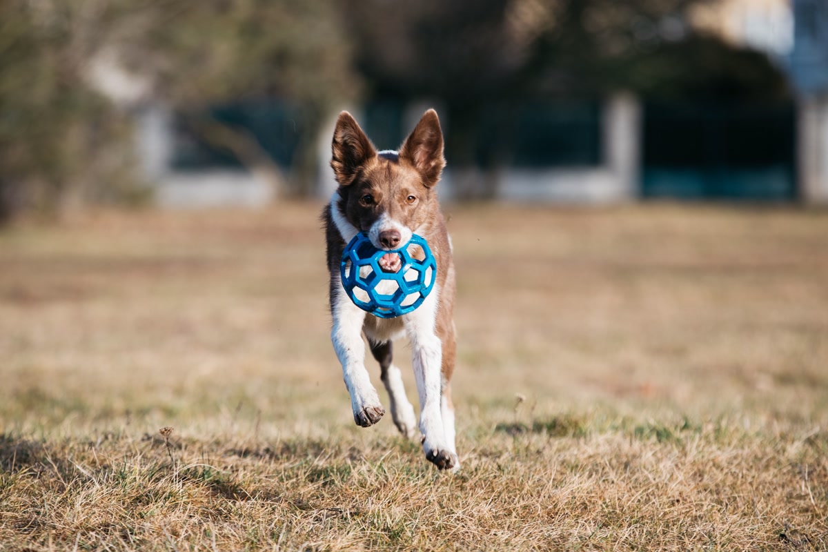 Dog running with blue ball toy in mouth across grassy field