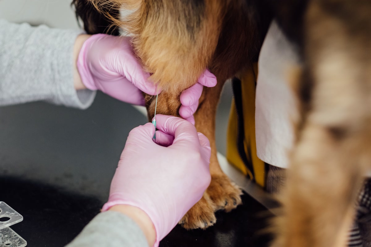 dog with microchip