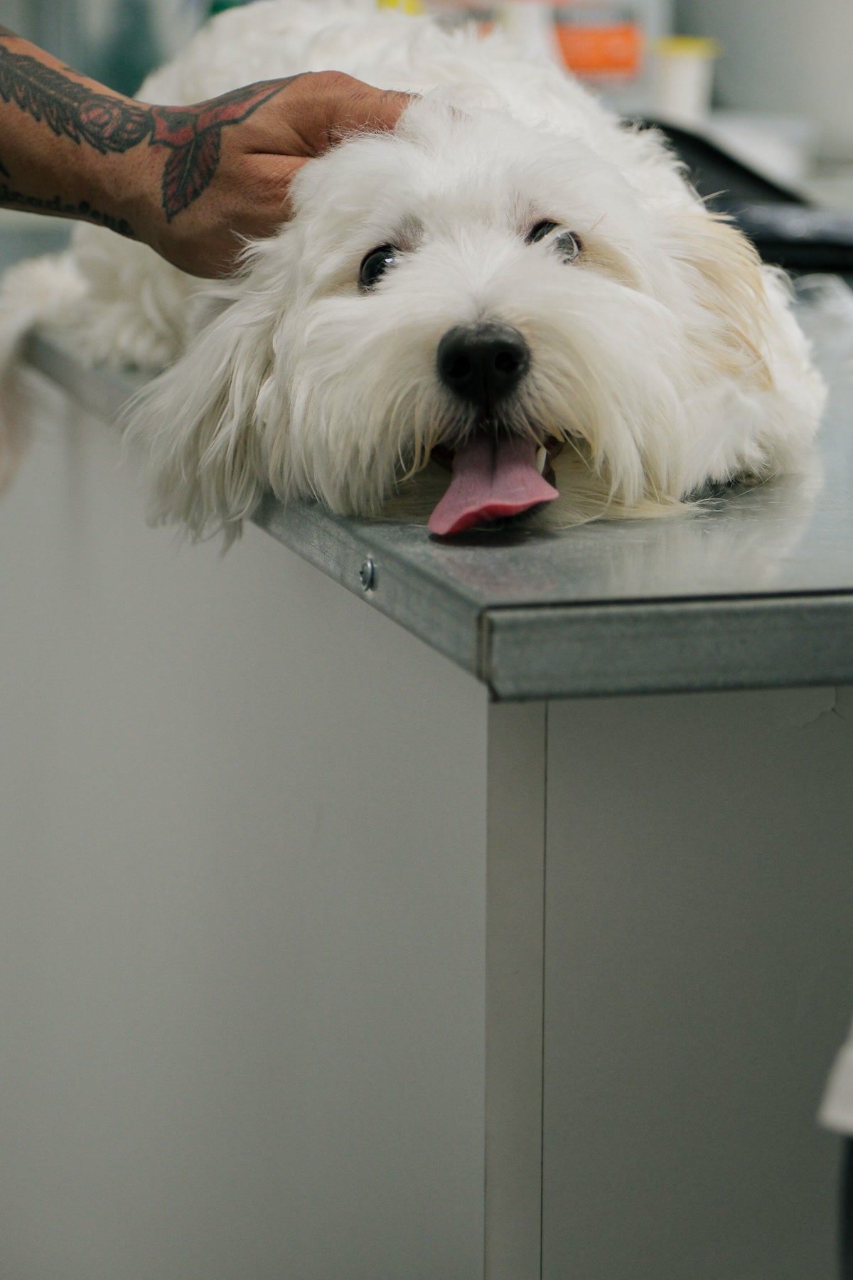 Dog lying on exam table receiving veterinary care from staff