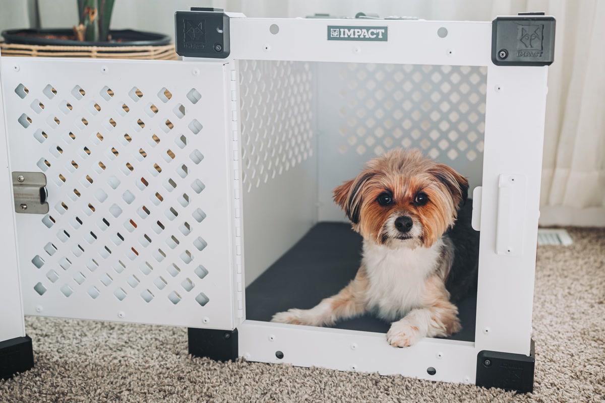 Dog resting comfortably inside crate as safe space for anxiety management
