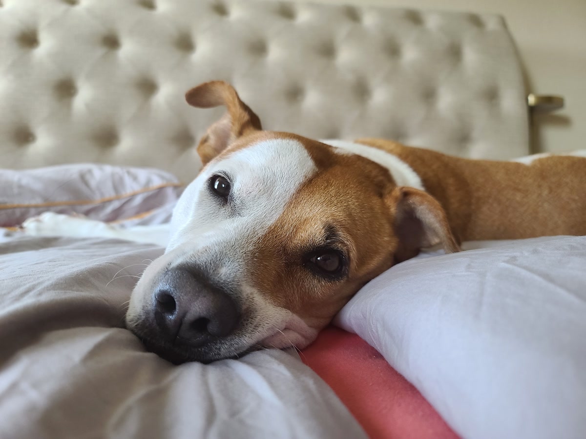 Dog resting comfortably on bed at home recovering from surgery
