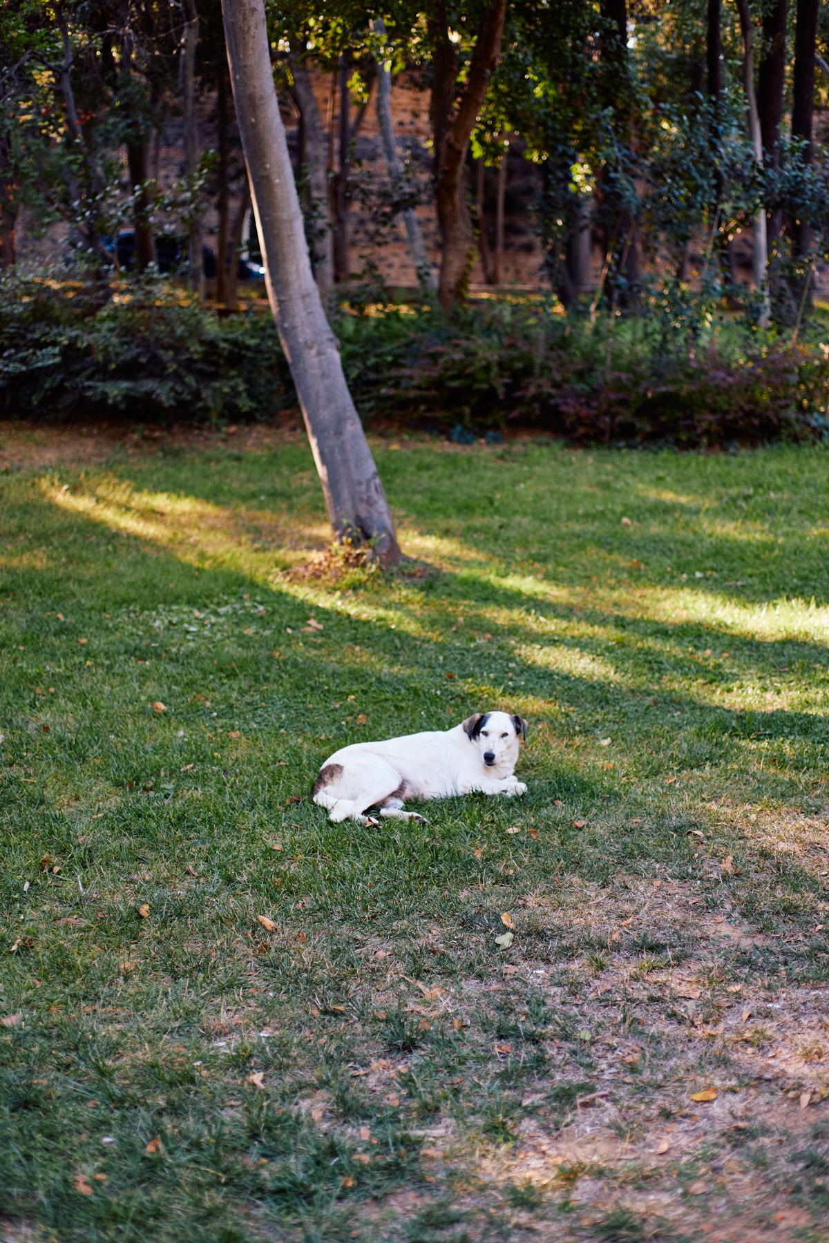 Dog resting in the shade under trees at a park on a warm day