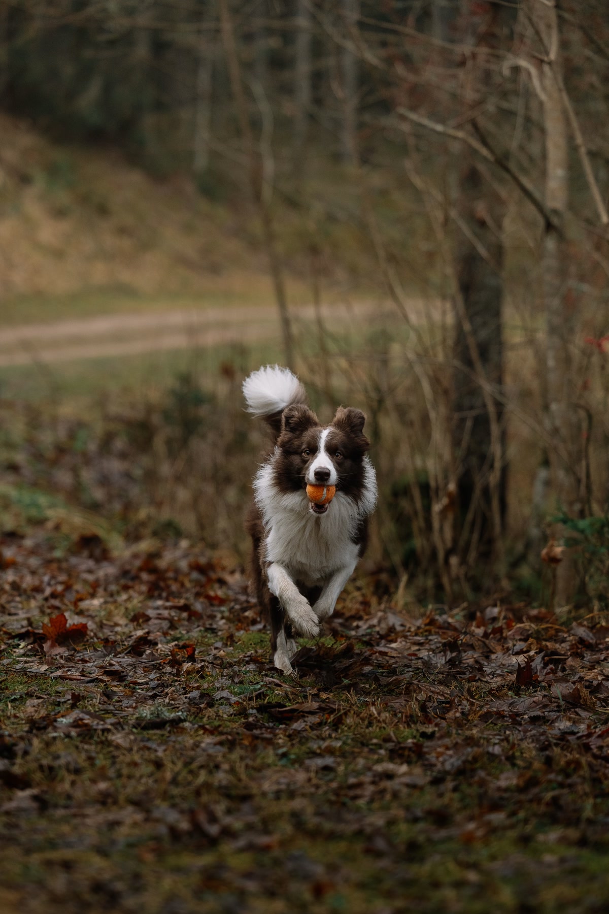 Border collie running with orange ball in mouth on leaf covered path