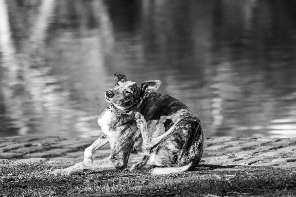 dog scratching itchy skin from allergies on budget