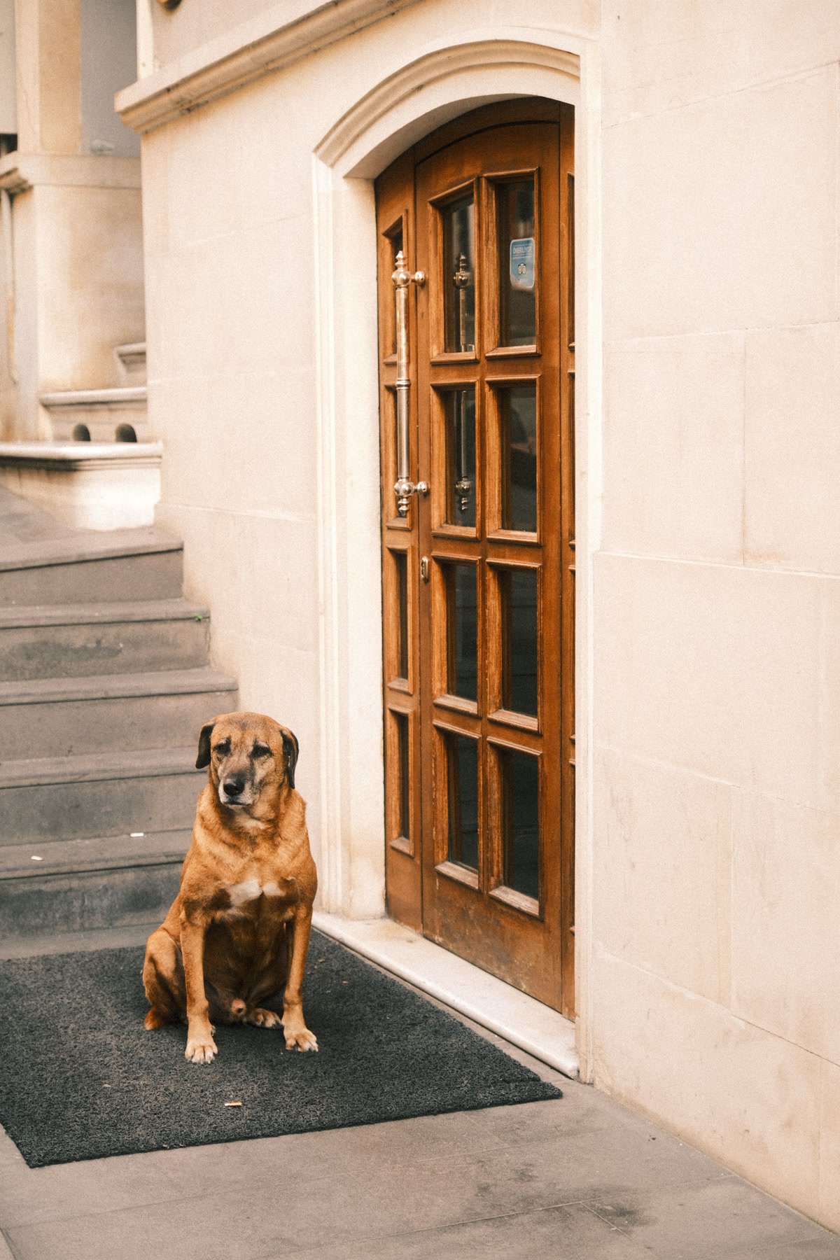 Dog sitting patiently by closed door waiting for owner to return home