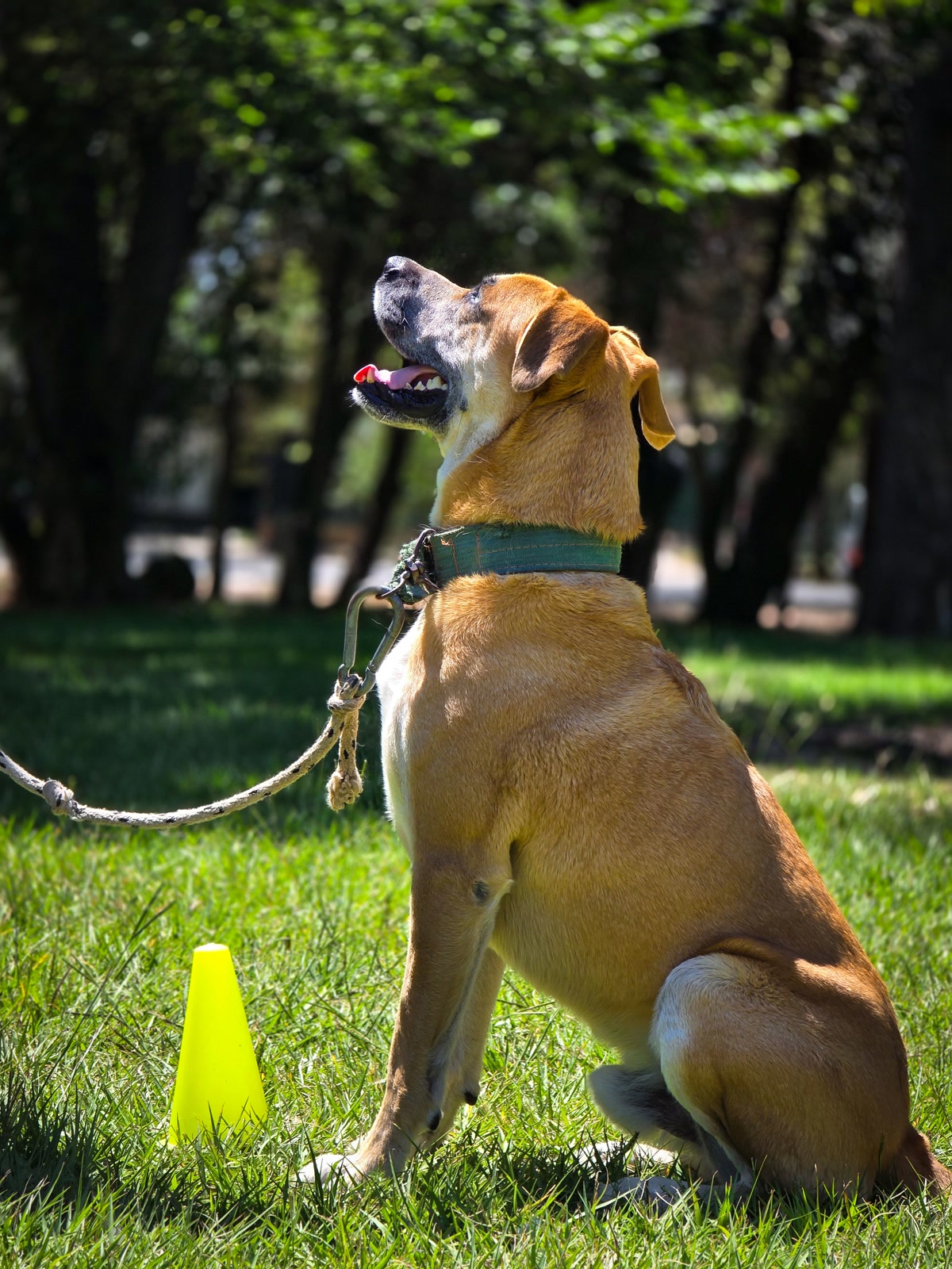 Dog sitting attentively on grass obeying training command with cone
