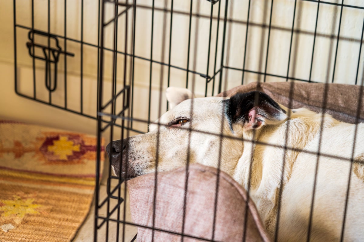 Dog sleeping peacefully inside wire crate on pink cushion bed indoors