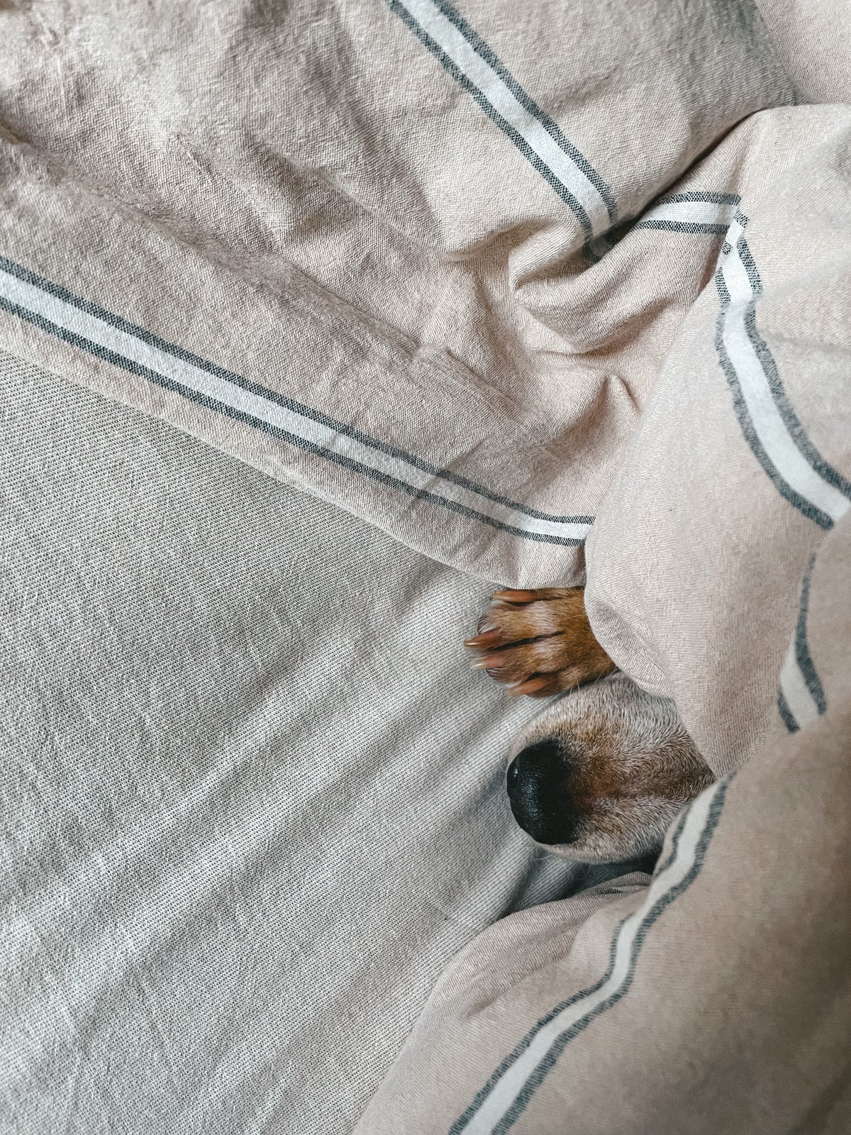 Dog sleeping comfortably under warm blanket in cozy bed for winter