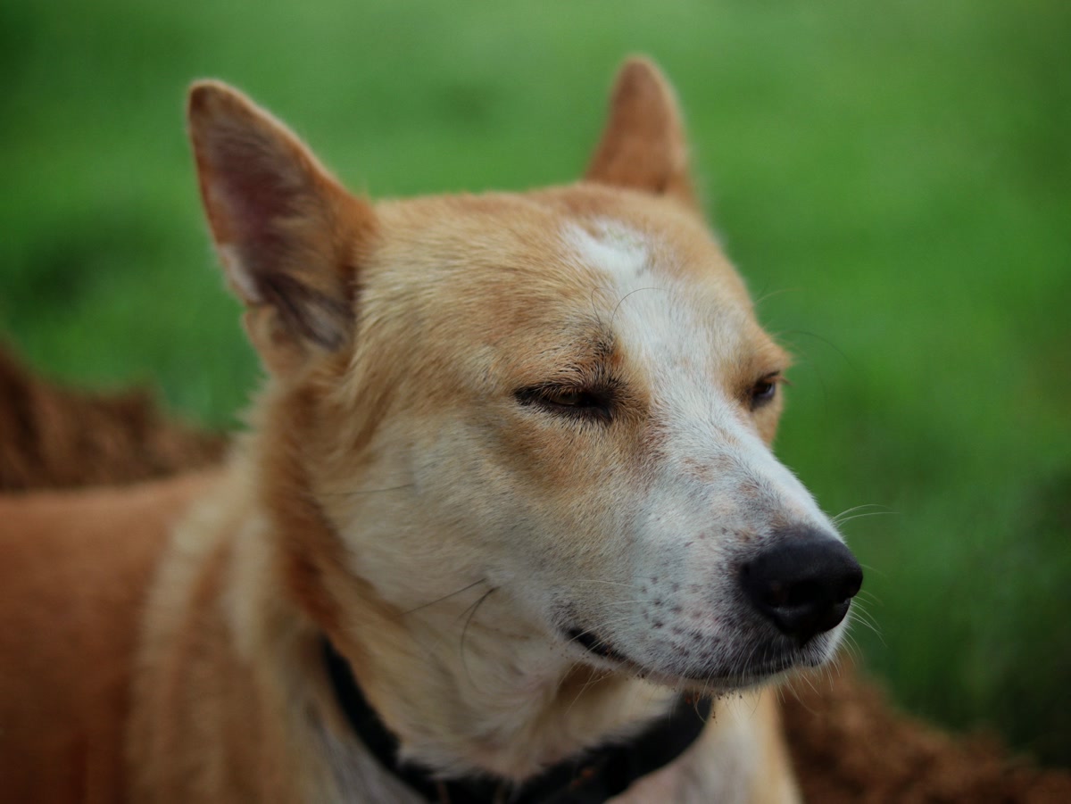 Dog squinting and closing one eye showing signs of eye problem