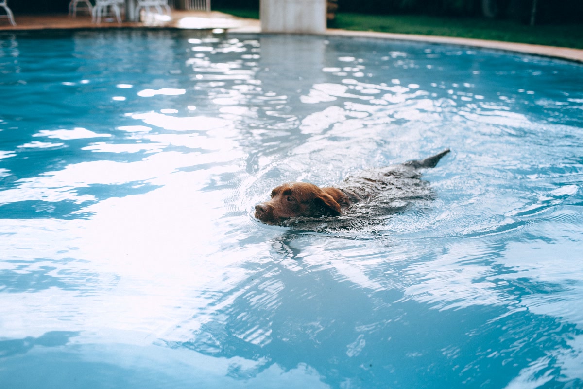 Brown dog swimming in blue swimming pool cooling off on hot summer day