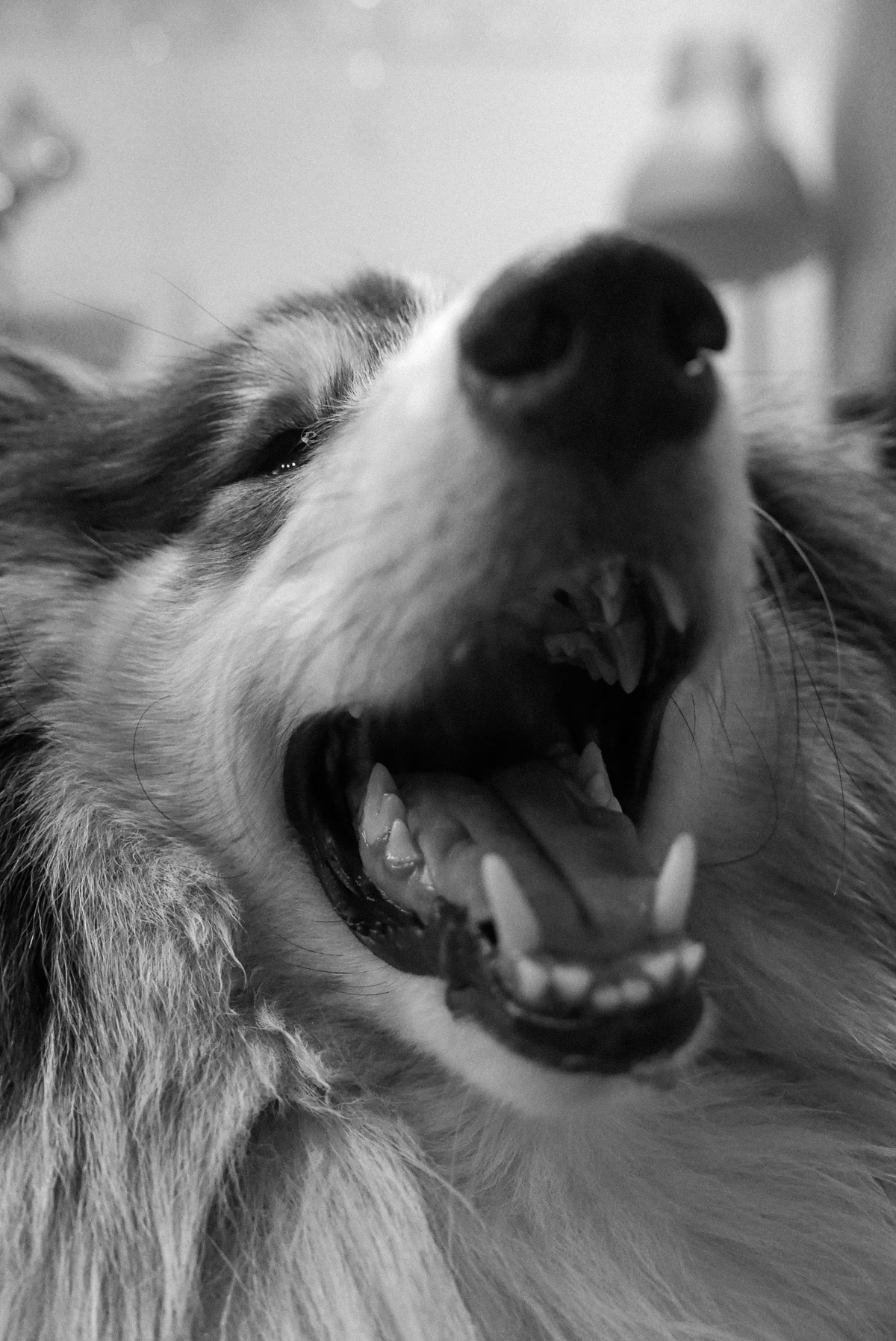 Close-up of dog teeth and mouth open showing need for dental care
