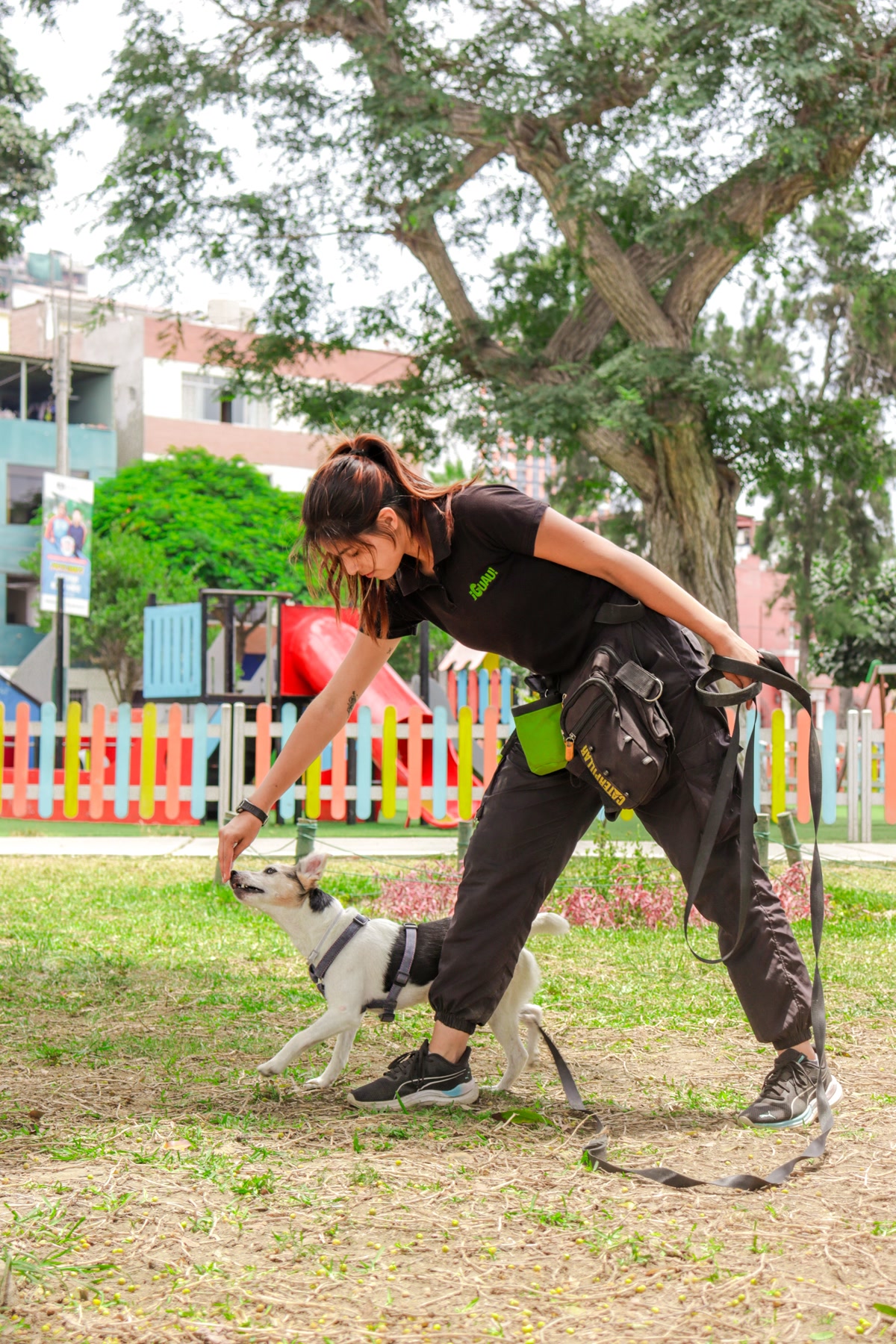 Professional dog trainer working with a dog in a park setting