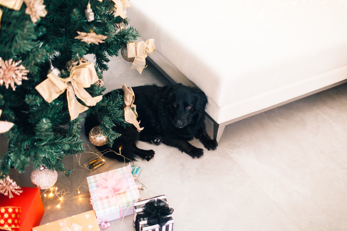 Dog with holiday gifts