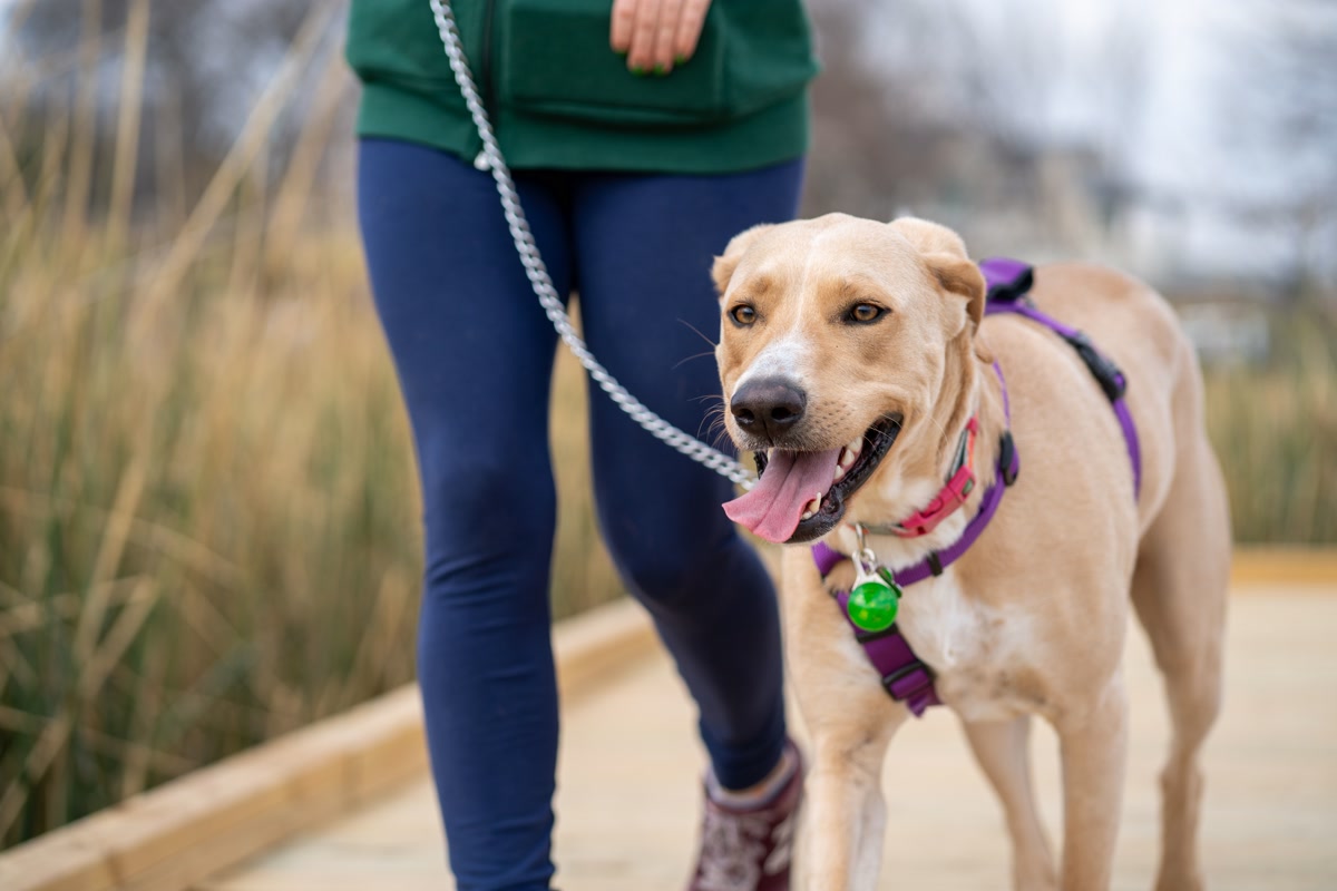 Dog being walked on leash with harness for daily exercise