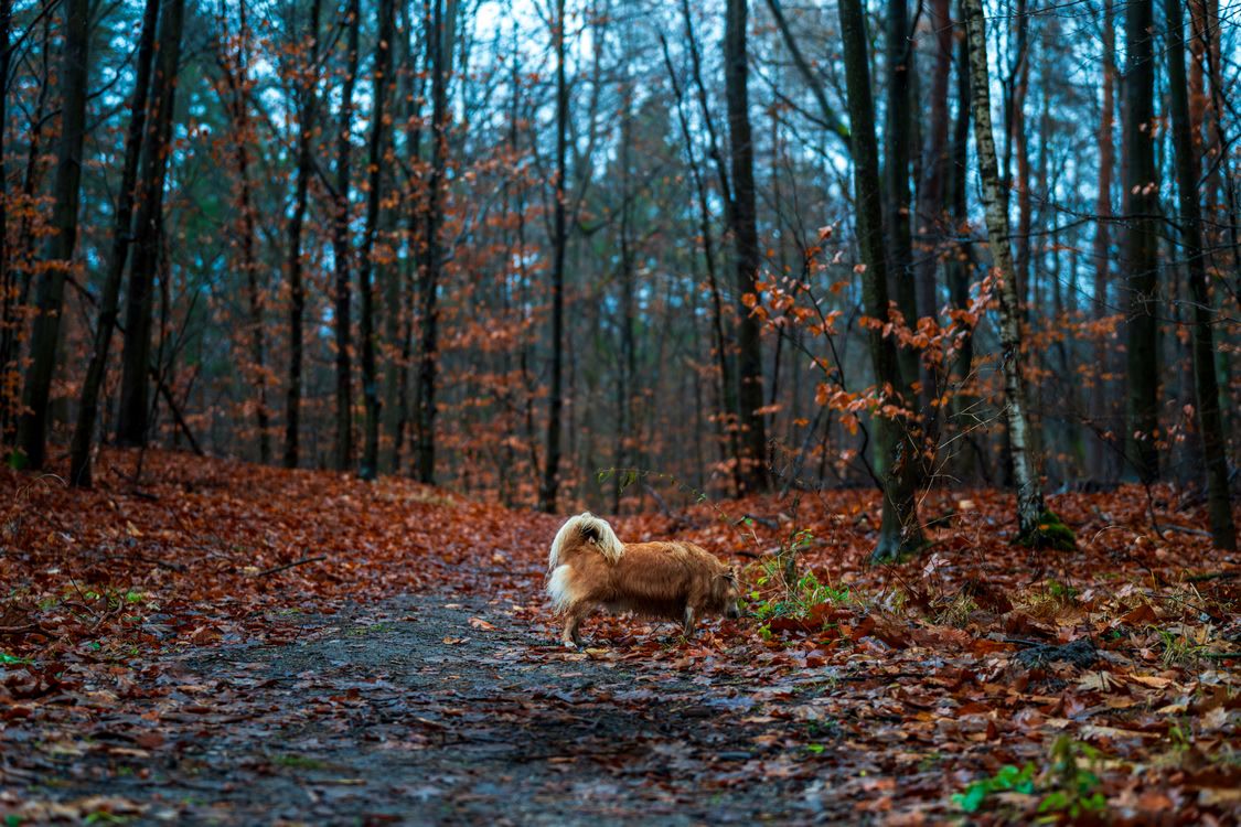 Dog walking on autumn forest path surrounded by fall leaves