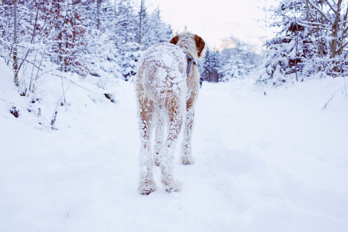 Dog wearing winter coat walking in snow
