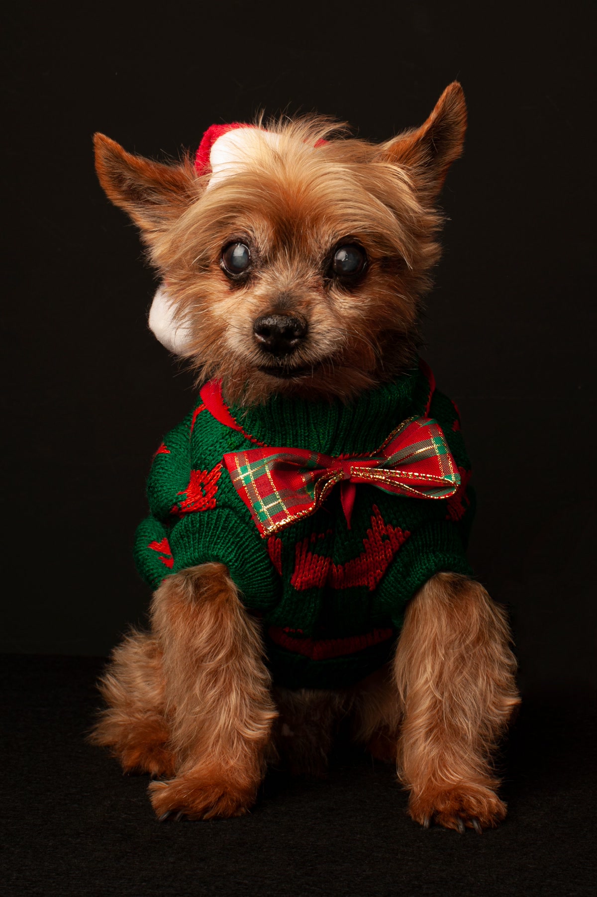 Small dog wearing green Christmas sweater with Santa hat for holiday season