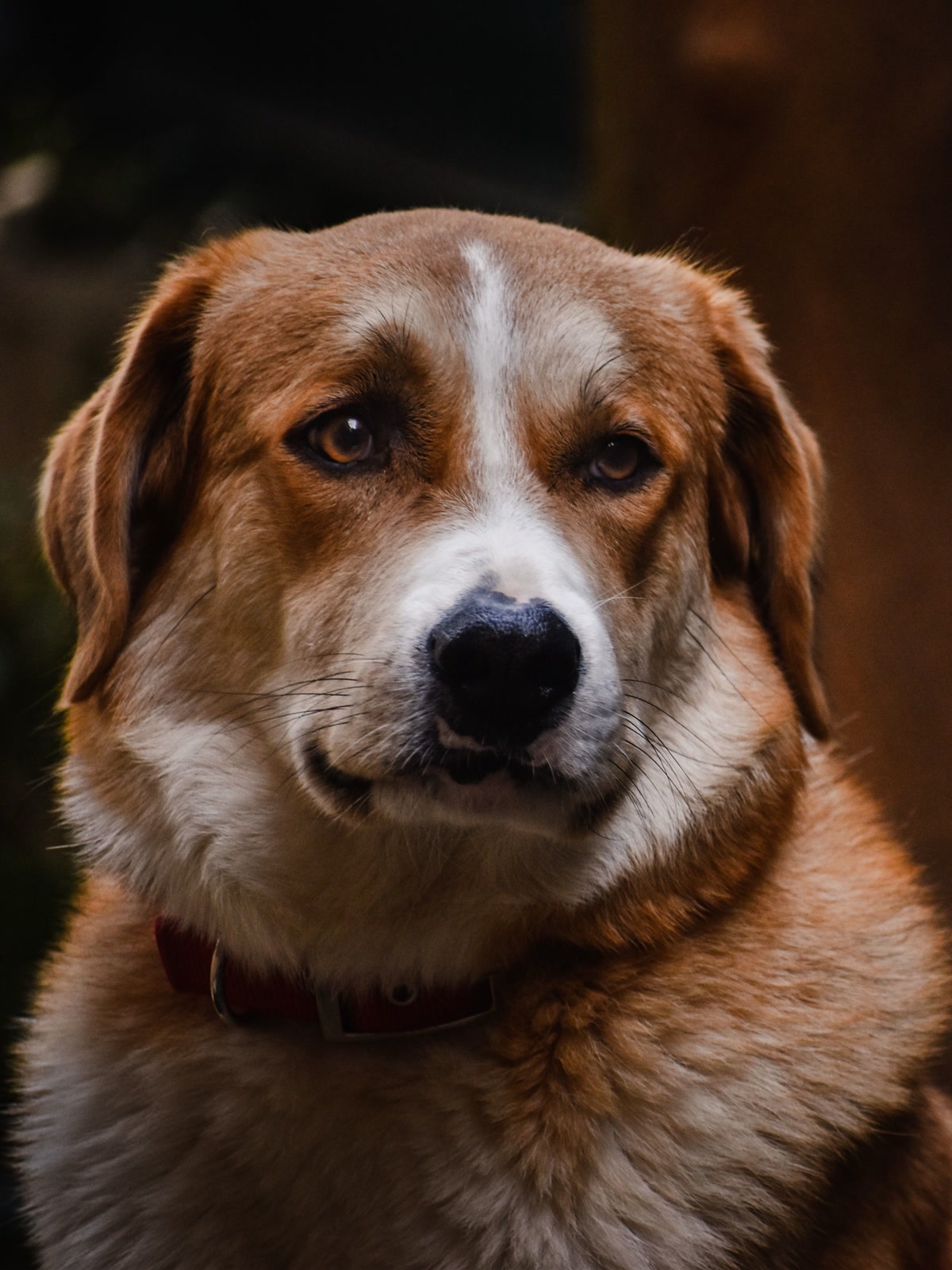 Golden brown and white dog with thick fur wearing maroon collar with metal D ring closeup